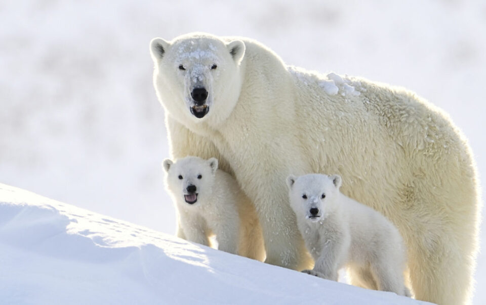 polar bear challenge